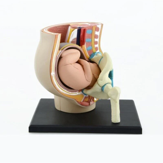 4D Human Anatomy Raskausvatsa