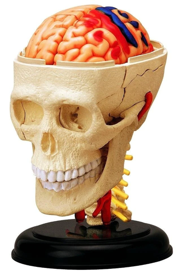 4D Human Anatomy Pääkallo ja Aivot