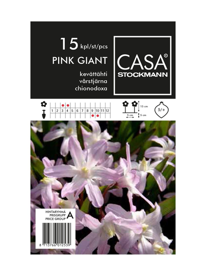 Kevättähti-kukkasipulit