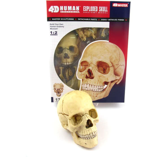 4D Human Anatomy Ihmiskallo