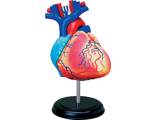 4D Human Anatomy Heart Sydän